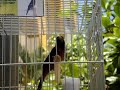 Curio repetidor 2 - Dinossauro Curio repetidor 2 - Dinossauro