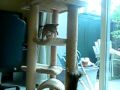 Bengal and Chausie kittens playing