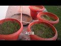 体験記 ナチュロパシー 【抗癌飲料】～麦ジュースの造り方