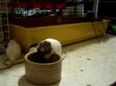 High Speed Pea Fishing 1