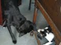 Puppies Playing with Big Dog