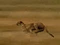 The fastest man, faster than the cheater