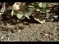 Red Ants Attack Grub
