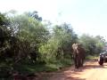 Elephant Safari Sri Lanka