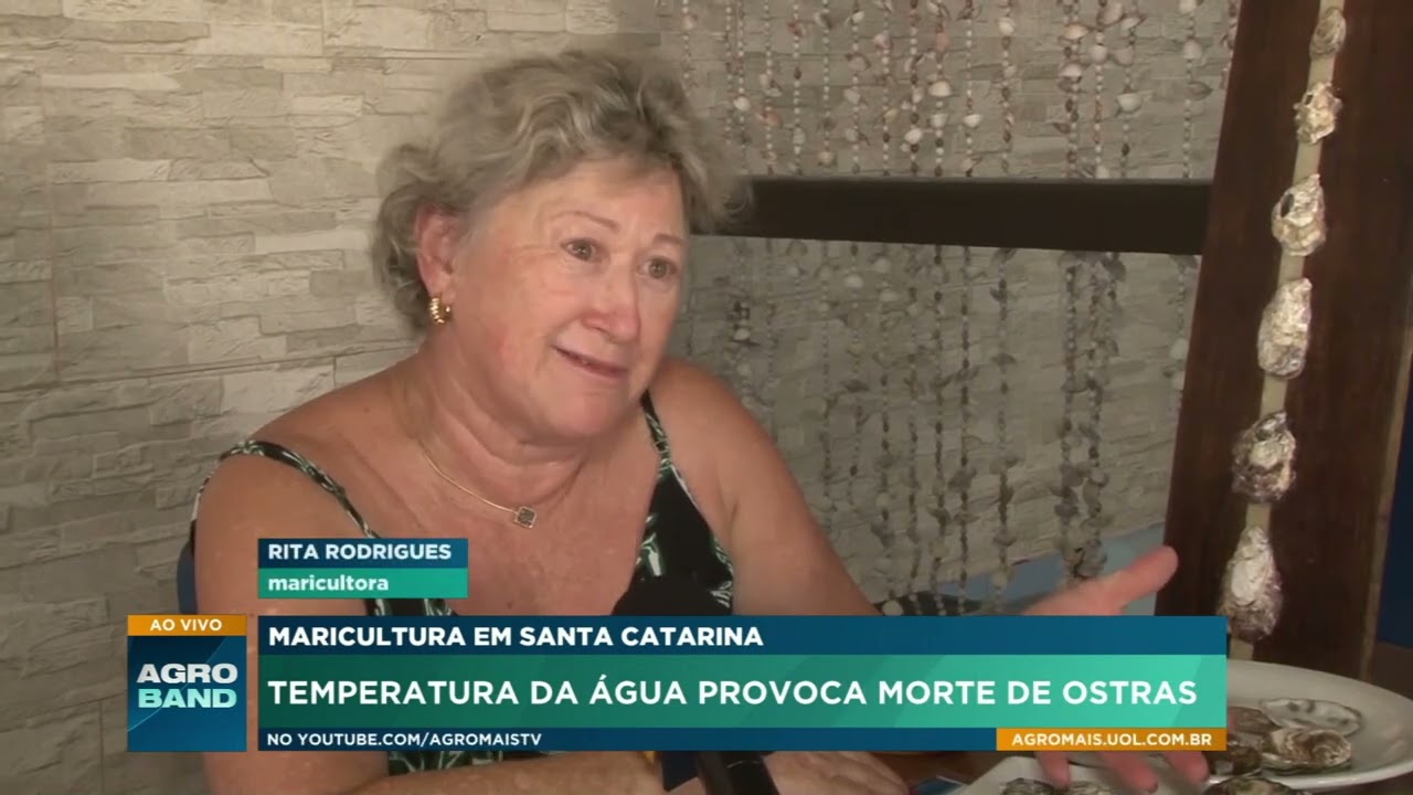 Mudanças climáticas afetam produção de ostras em SC