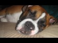 Must Luv Boxers- Boxer Puppies
