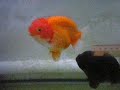 goldfish-mating.html