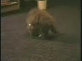 Cat in a fish bowl?