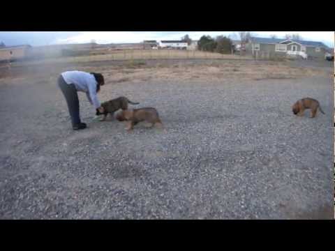 leonberger
