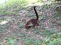 Goofy animals at Tikal National Park, Guatemala