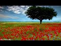 4 Strings - Daytime (  Remix )