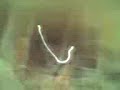 La Suar�ee l� gaaa