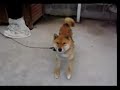 dog dancing dog dancing
