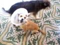 videos de pretinha e biscoito