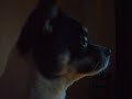 Wierd talking dog