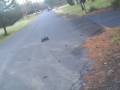 videos de Brushless Traxxas Stampede with Carnage