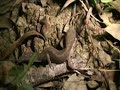 My Back Yard Gecko files