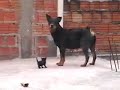 rotty vs kitten ninja