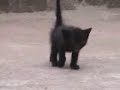 rotty vs kitten ninja