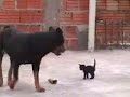 rotty vs kitten ninja
