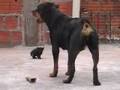 rotty vs kitten ninja