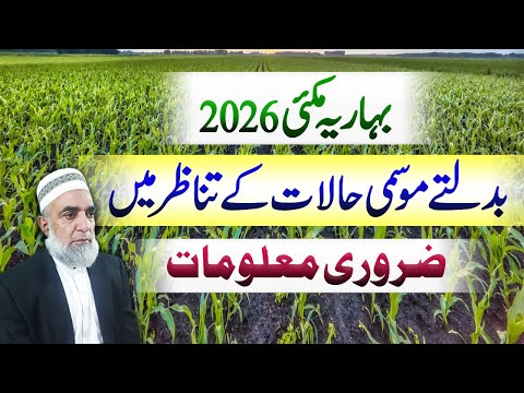 Important information about cultivation of Spring Maize 2025-26 || Crop Reformer