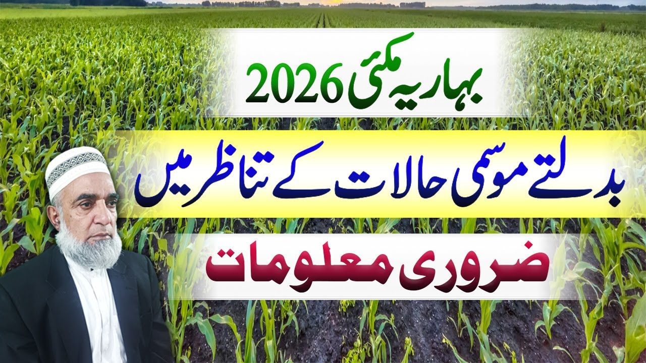 Important information about cultivation of Spring Maize 2025-26 || Crop Reformer