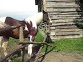 Skoki :) Skoki :)