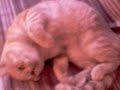 Catbook Movie: 