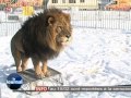 Les Fauves Du Cirque Pinder Jouent Dans La Neige! [tours]