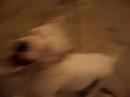 bulik
