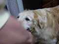 GOLDEN RETRIEVER LEO?1?(?????????) GOLDEN RETRIEVER LEO?1?(?????????)