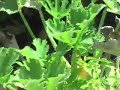 Organic Gardener Gone Wild 11