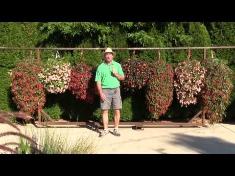how to fertilize tuberous begonias