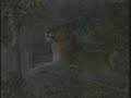 Lionesses & Cubs at Djuma Lionesses & Cubs at Djuma