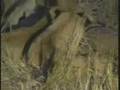 Lionesses & Cubs at Djuma