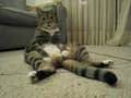 91 seconds of my cat sitting upright