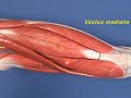 Leg Model - Thigh - Anterior Compartment