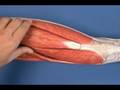 Leg Model - Thigh - Anterior Compartment