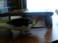 videos de Birdies playing with a box