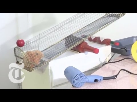 N.Y./Region: Brooklyn's Rube Goldberg - nytimes.com/video