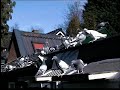F1 Young Racing Pigeons F1 Young Racing Pigeons