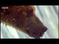 Massive Nature: Leaping Salmon Escapes Sharks Bears n Eagles Massive Nature: Leaping Salmon Escapes Sharks Bears n Eagles