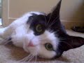 My cat Gidget - Rollover while chatting & purring ;)