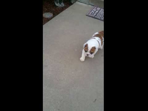 King on the run! He will investigate until he realizes hes on video.