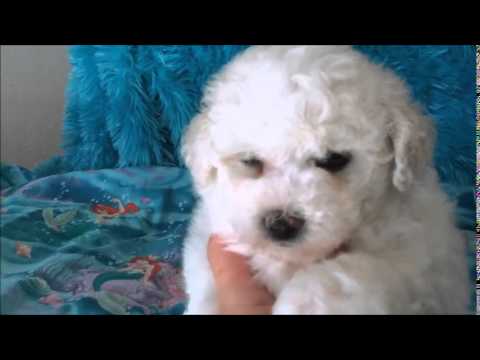 Snicker - male Bichon Frise