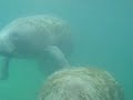 Swimming with Manatees Swimming with Manatees