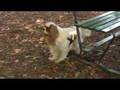 Great-Doggie-Escape