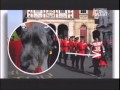LOBERO IRLANDES - ABC CANINO - 101 DOGS - ESPAÑOL