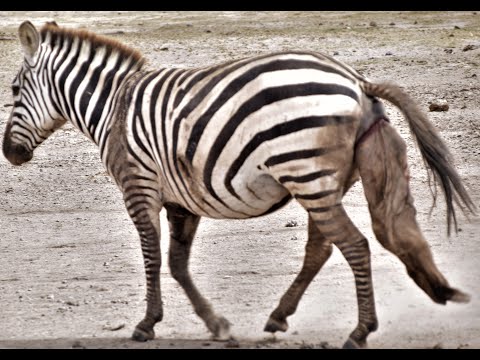Zebra giving birth